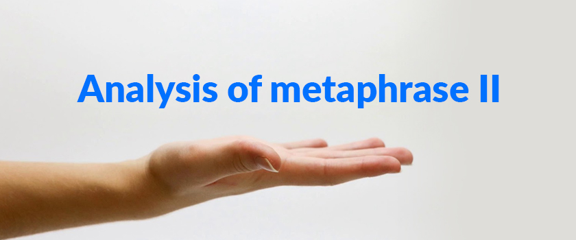 Analysis of metaphrase II