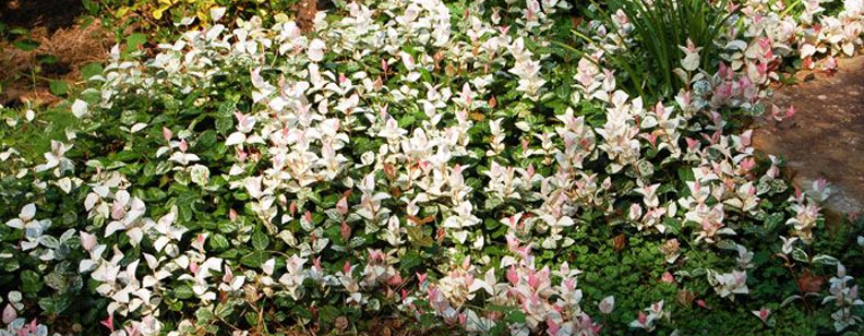 Case Study_Summer Jasmine